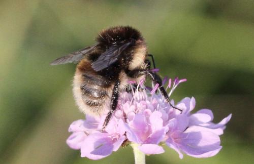 Bombus humilis humilis